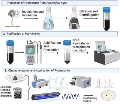 Aspergillus niger as a cell factory for the production of pyomelanin, a molecule with UV-C radiation shielding activity